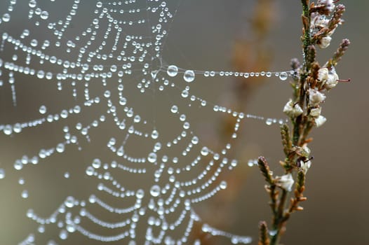 Cobweb in the morning dew