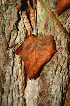Withered love