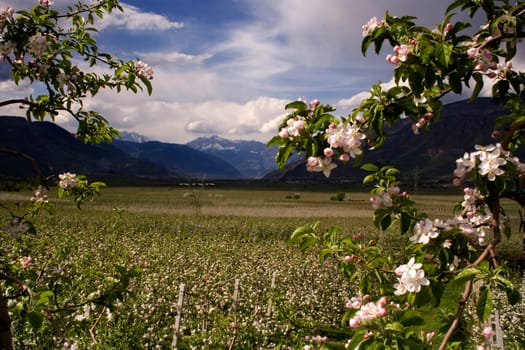 Adige Valley