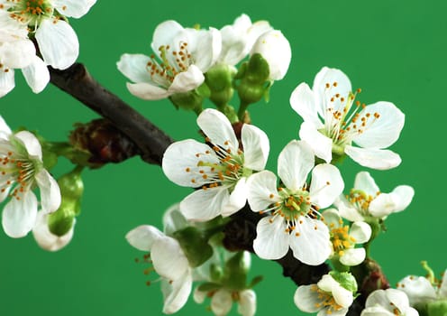 Cherry blossom