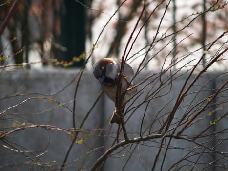 Sparrow