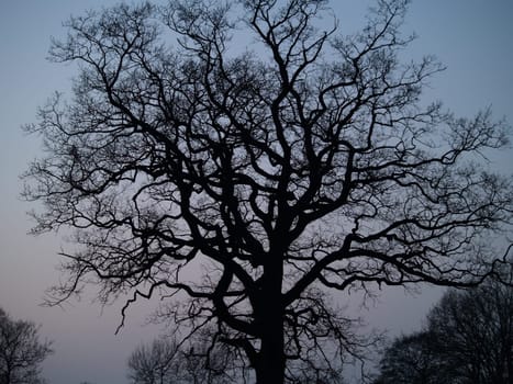 tree without christmas