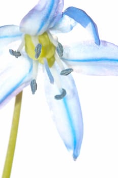 Blue flower