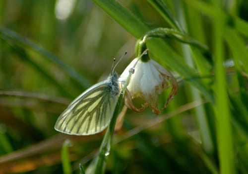 With this photo I wish you a nice day! The sun is still shining here,but that's about to change!