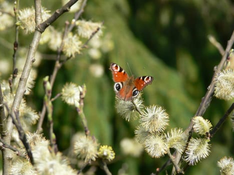 Peacock eye in spring