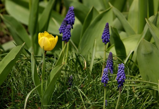 Spring contrasts