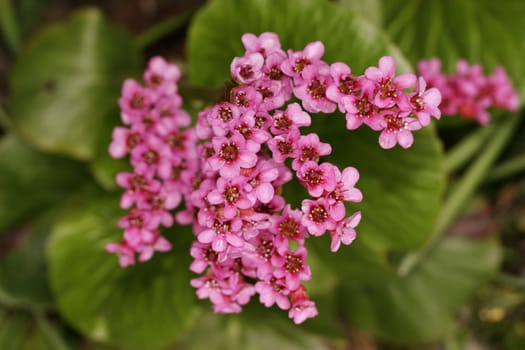 The bergenia (bergenia) is considered to be almost indestructible and extremely durable. It thrives in the sun,but also in the shade. It grows on the soils of a rock garden,but also accompanies rhododendron in the bog bed. She gives a good picture in Kombinatio
