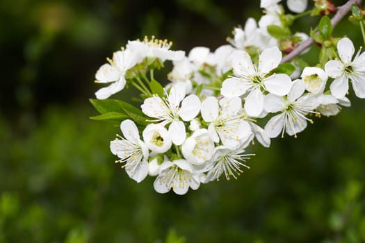 Cherry blossom