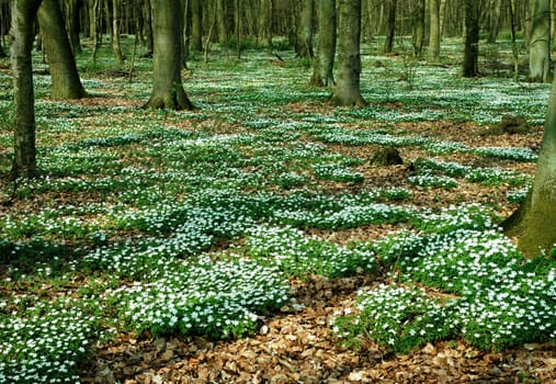 This is what it looks like at the moment in the grove in our area! Unfortunately,this magic is always quickly over!