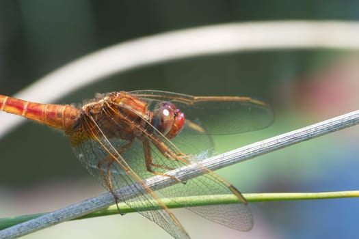 Scarlet dragonfly