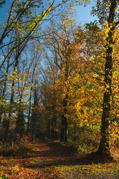 Autumn Forest 2