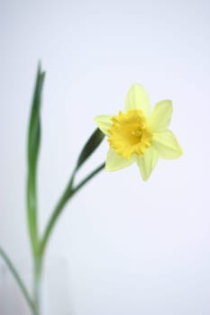 Yellow flower