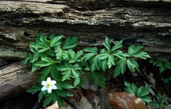 This one anemone had managed to fight its way through the tree! Even the old leaves from autumn didn't make it easy for her!
