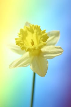 Yellow daffodil