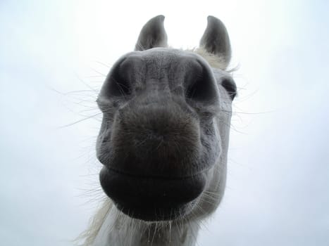 Horse's mouth