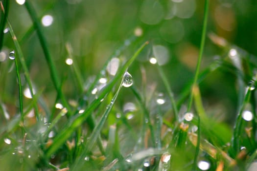 A lush meadow in the morning hour.Simply enjoy the small microcosm in XXL.