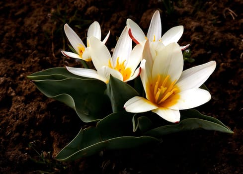 Tulipa sylvestris - Wildtuple