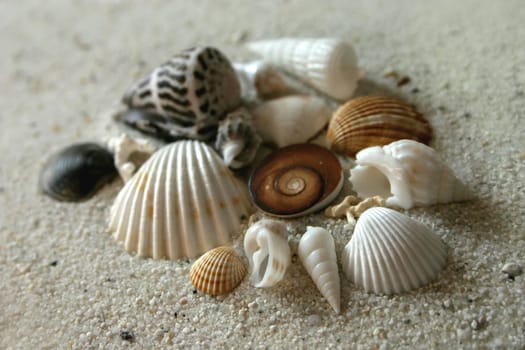 SHELLS