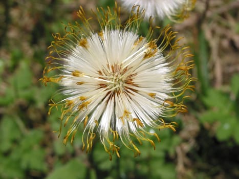 Dandelion with a difference