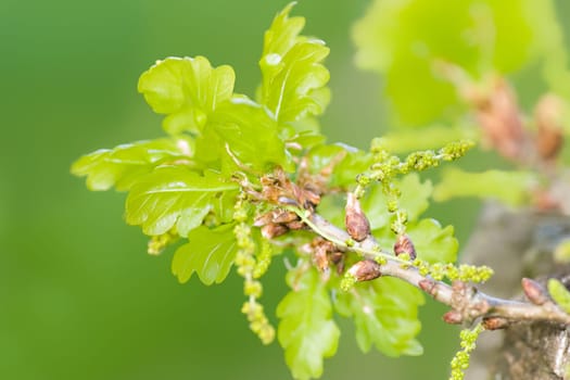 Young oak leaves