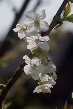 Cherry blossom