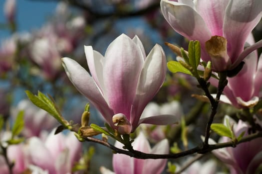 Magnolia