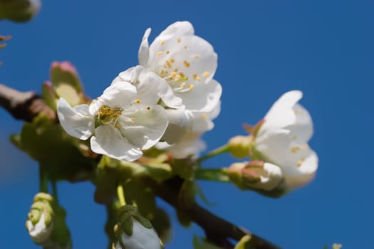 Cherry blossom