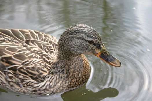 Duck
