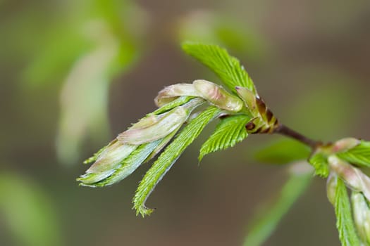Young beech leaves
