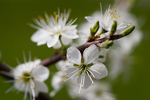 Blackthorn branch