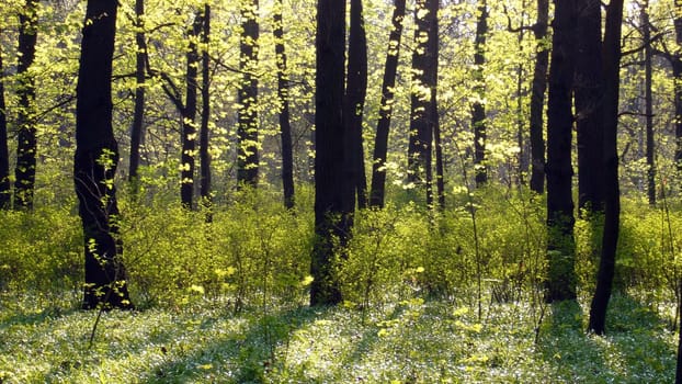 Spring