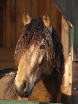 Portrait in the morning light