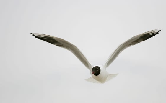 Black-headed gull