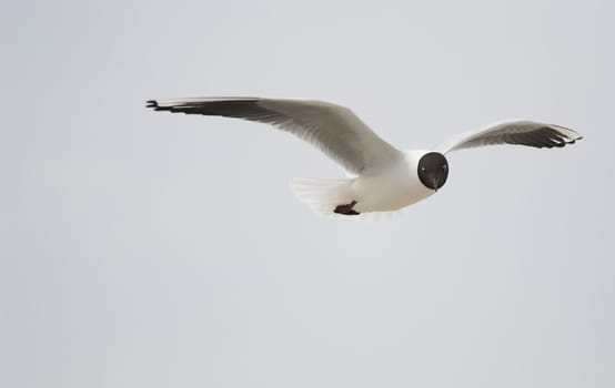 Black-headed gull
