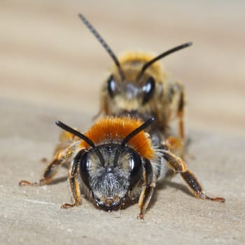 Bees increasingly prefer it from behind.