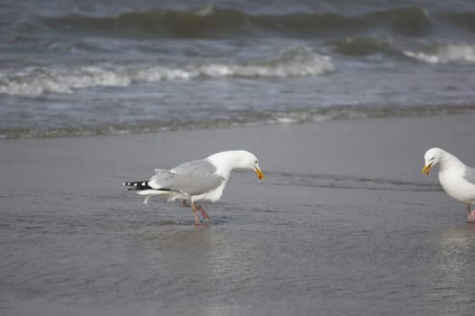 Unfortunately,the second seagull on the right is a bit cut,but found the pose of the left seagull worth seeing...