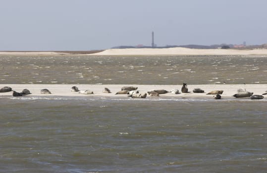 Seals