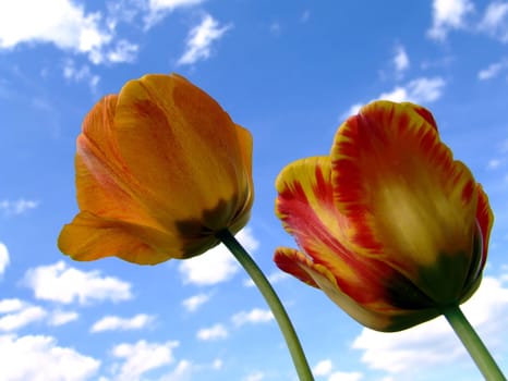 Blooming tulips