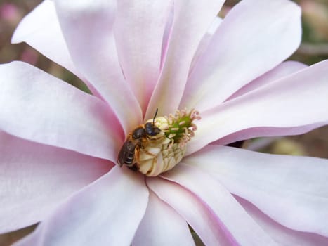 Small bee in magnolia blossom