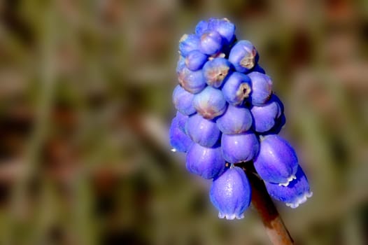 Grape hyacinth