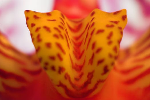Extreme macro of the interior of a Phalaeonopsis.