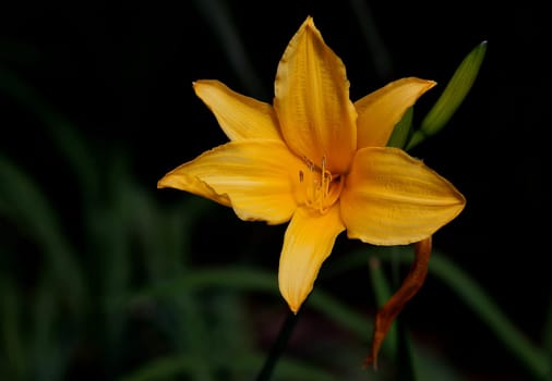 Daylily