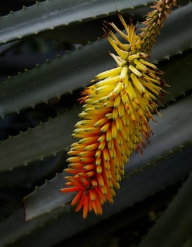 Aloe - Blossom