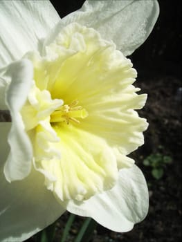 The name daffodils is commonly used to refer to the trumpet-shaped Narcissus 'Fortune',which,like all daffodils,belongs to the amaryllis family. These uncomplicated bulbous plants and beautiful plants are all over the world.