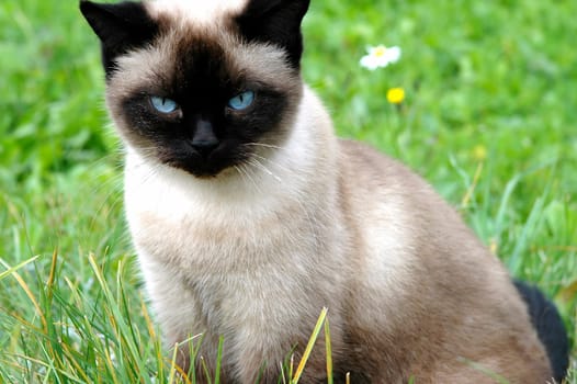 Young cat playing in the grass