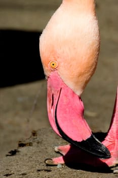 Los Flamingo