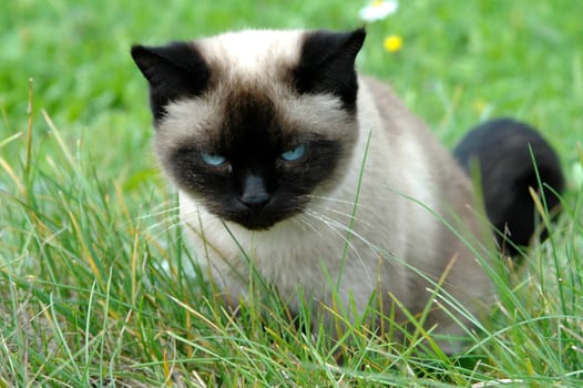 Young cat playing in the grass