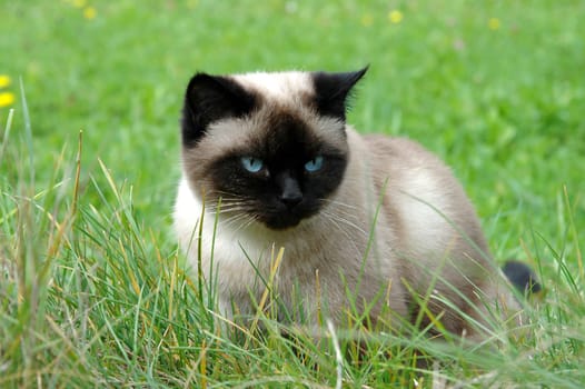 Attentive