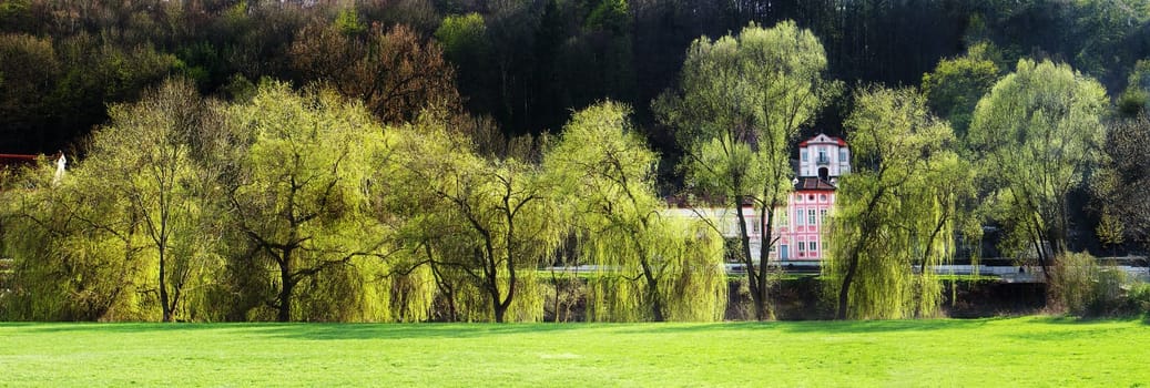 Spring greenery