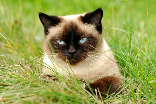 Young cat playing in the grass